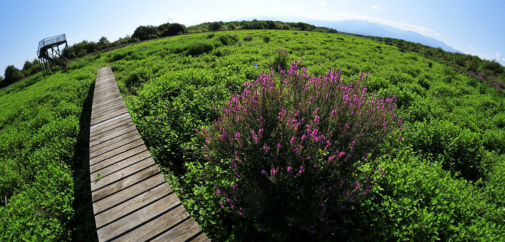 Georgian forests and wetlands to be included among UNESCO World Heritage Sites geotv.ge